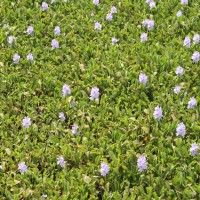 Pontederia crassipes Mart.
